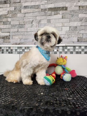 VOLTAIRE du chateau d'o-riant