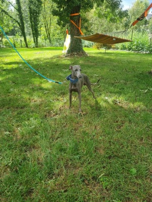 Urus les tendres calins