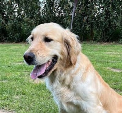 Étalon Golden Retriever - Uby (Sans Affixe)