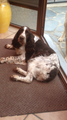 Étalon English Springer Spaniel - Ezzie de la vallée de l'écolèze