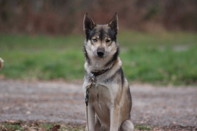 Étalon Siberian Husky - R'Maui to riders of free spirit