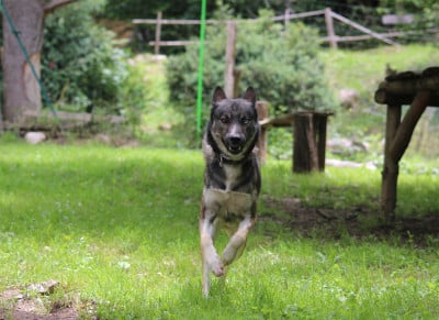 Étalon Siberian Husky - TOA to riders of free spirit