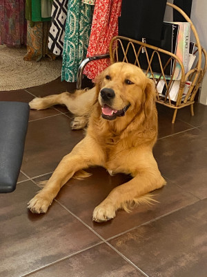 Étalon Golden Retriever - Simon de la vallée de l'écolèze