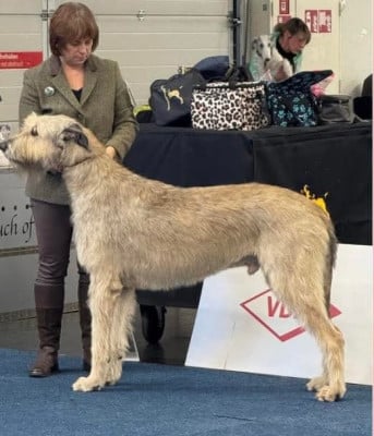 CH. Tywin des Elflines de gaelic