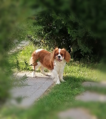 Étalon Cavalier King Charles Spaniel - VIOLYNE D'Ez Mortes Terres