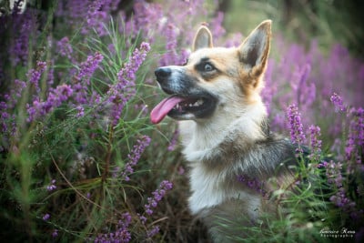 Tagliatelle des Famonadyns