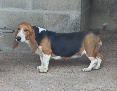Étalon Basset Artesien Normand - Uva Du Domaine De Lu Ti