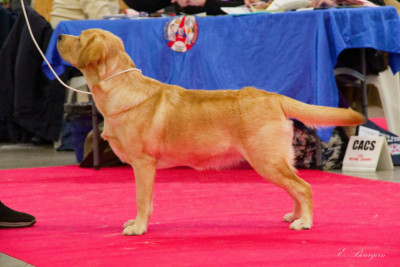 Étalon Labrador Retriever - AMORE MIO BOUQUET IMPERIAL Sweet Braveheart Mélody