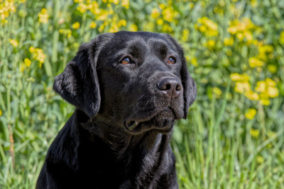 Étalon Labrador Retriever - VENNESE COPPELIA ROSE Sweet Braveheart Mélody