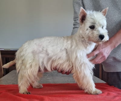 Vichy des hirondelles du voyage