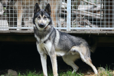 Étalon Siberian Husky - AZIMUTH to riders of free spirit