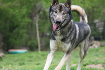 Étalon Siberian Husky - A'LHOSTE to riders of free spirit
