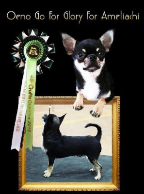 Étalon Chihuahua - oeno go for glory for ameliach Oeno go glory for ameliach