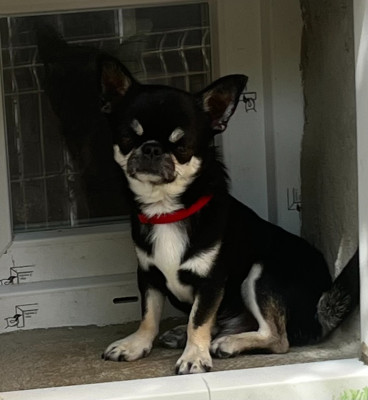 Étalon Chihuahua - alvaris star Eiki