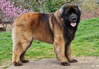 Étalon Leonberger - CH. Vigrid Brontosaure de la Vallée des Mammouths
