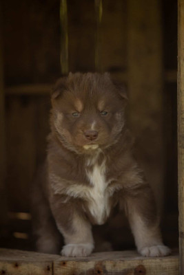 Étalon Siberian Husky - B'Néva Of Umok's Dreams