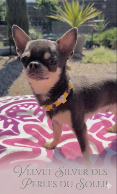 Étalon Chihuahua - Velvet Silver Des Perles Du Soleil
