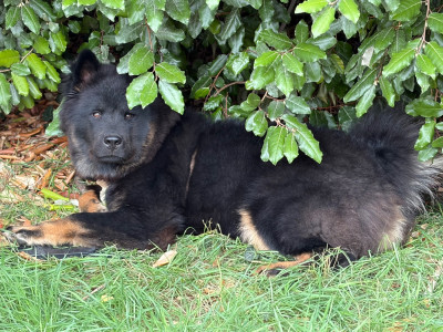 Étalon Eurasier - Arley Du Royaume Des Etangs