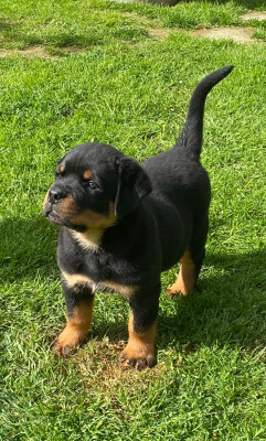 Étalon Rottweiler - blue sur la voie de la reconnaissance Titre Initial