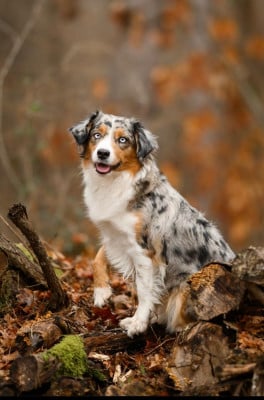 Usha Des Tres'or De La Lyre