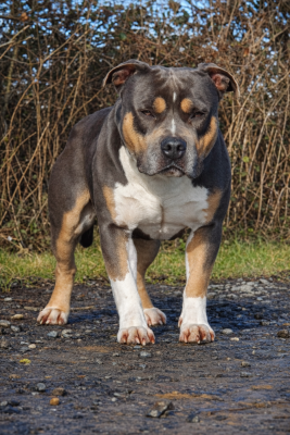 Étalon American Staffordshire Terrier - SCANDAL (Sans Affixe)