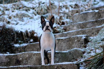 Étalon Boston Terrier - One Way Ticket Valkyrie