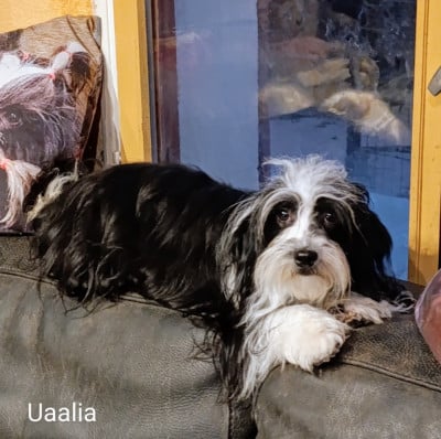 UAALIA IMPERIA Coeur De Masai