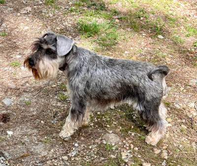 Étalon Schnauzer miniature - terras do mandeo's schnauzers Betty (Vetty)