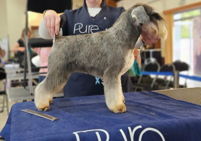 Étalon Schnauzer miniature - terras do mandeo's schnauzers Berta (Velta)
