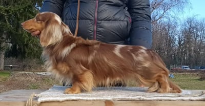 minidogland Orpheus