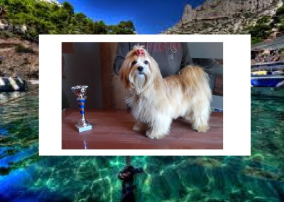 Étalon Bichon Havanais - Tess Du Domaine De Brière