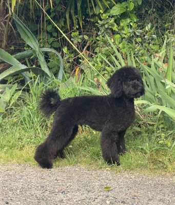 Étalon Caniche - Ailante Rosidée du Chevalier Gascon