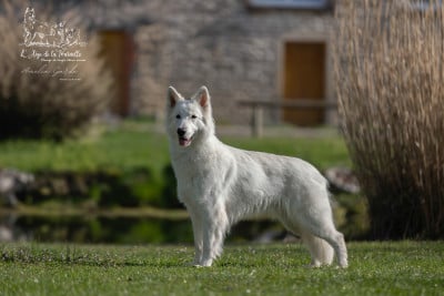 Voluptueuse Vanda L'aige de la tournelle