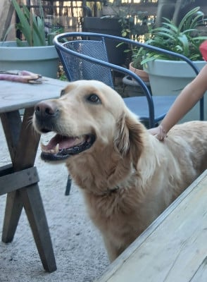 Étalon Golden Retriever - Tess Of Pixies Legends