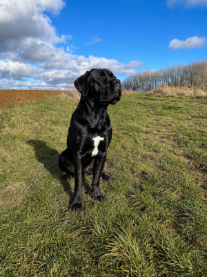 Étalon Cane Corso - Vulcain Des Molosses De L'Olympe