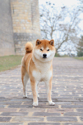 Étalon Shiba - Asahi Go Yume No Sekai