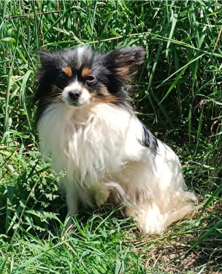 Étalon Epagneul nain Continental (Papillon) - S'prit Du Domaine De La Canurie