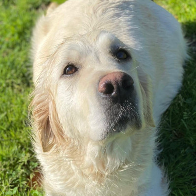 Étalon Golden Retriever - Toulum de la belle lady
