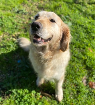 Étalon Golden Retriever - Rune Du mazage de mascayenne