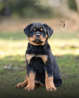 Étalon Rottweiler - Aston Des Gardiens De Kyara