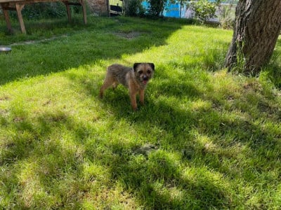 Étalon Border Terrier - tic tac White white west