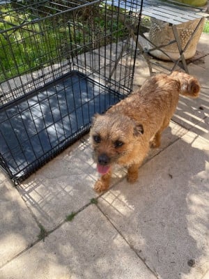 Étalon Border Terrier - tina Des marais de courmont