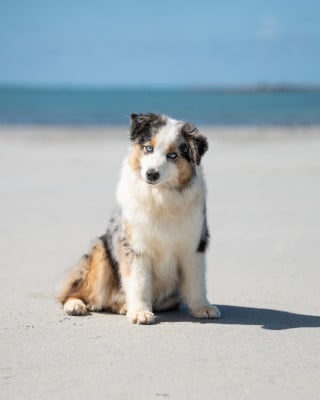 image de Unexpected Love Of Little Blue Stars