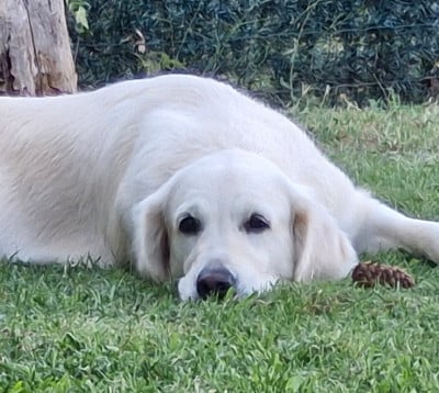 Étalon Golden Retriever - Really Sweet Of far and away