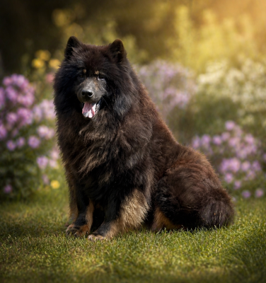 Étalon Eurasier - Sissi De La Légende De Gafy