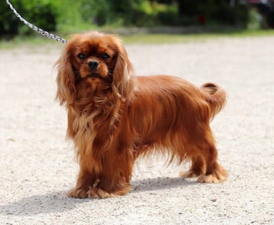 Étalon Cavalier King Charles Spaniel - Tequila sunrise of Sevijean's