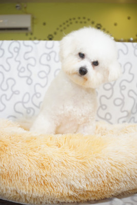 Étalon Bichon Frise - Virgule une Patte de Diamant