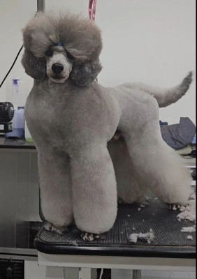 Étalon Caniche - Papyrus Silver The beautiful grey of marysa