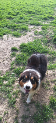 Étalon Berger Australien - VIKTORYIA Des mazellières