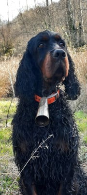 PEPSY de Korrigan Forest